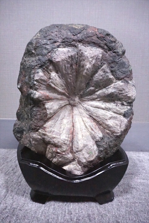 天然石 鑑賞石 菊花石 置物 重さ約1kg 唐木台付 古玩 V R6655 天然石