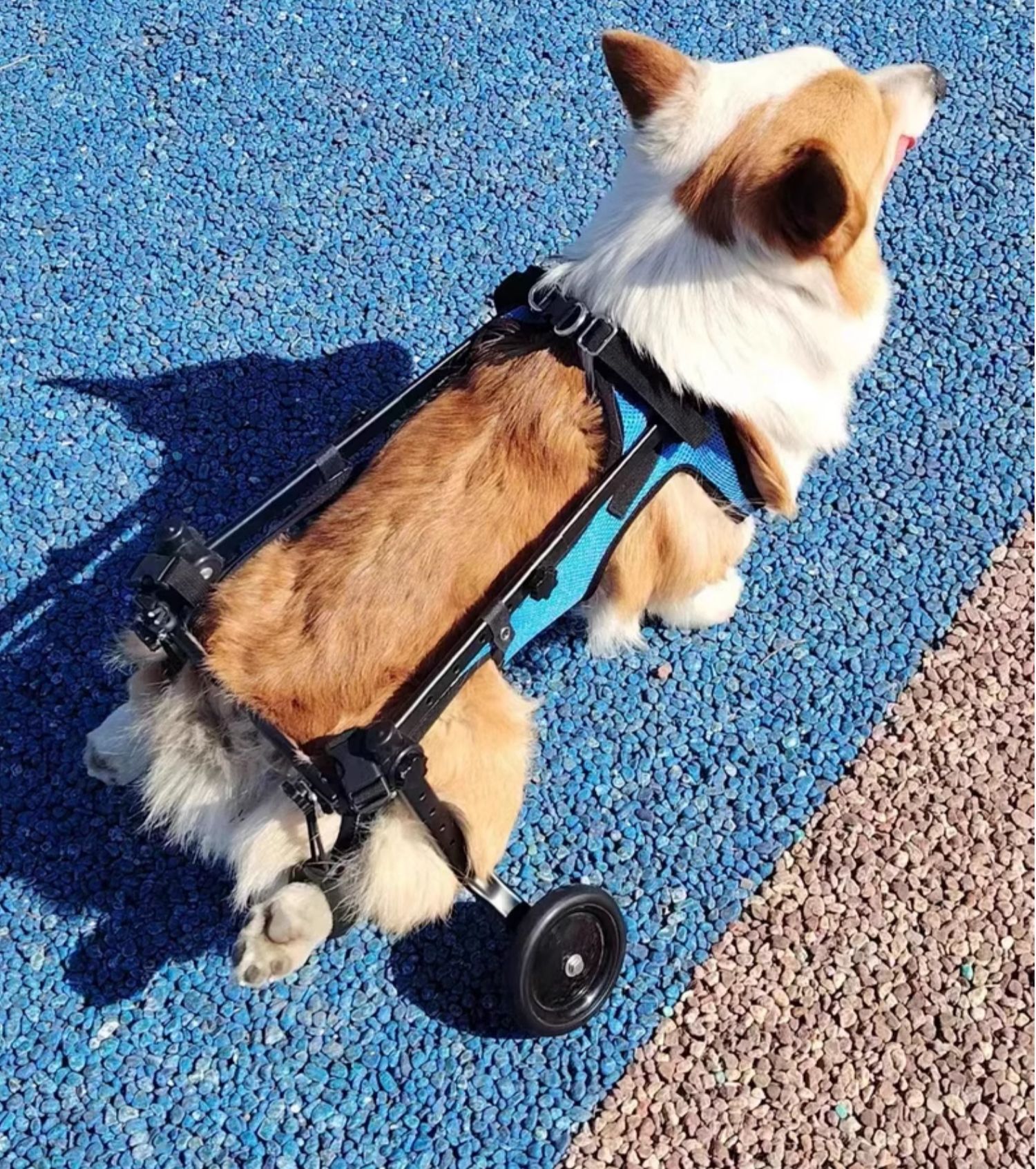 楽天市場】犬用車椅子 犬用歩行器 ペット車椅子 歩行補助 2輪 車椅子