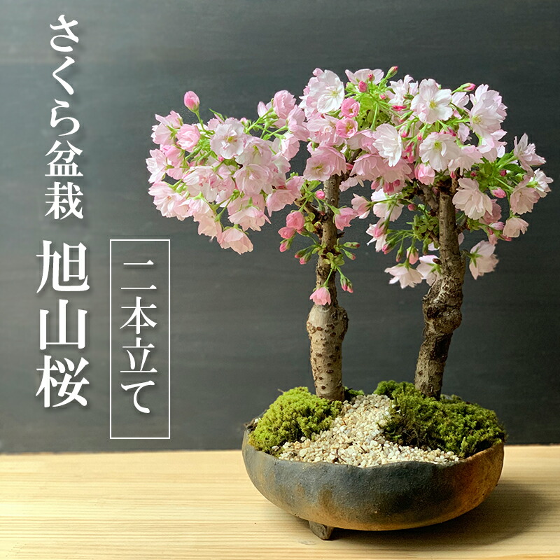 ショップ 盆栽鉢 桑津香石 絵鉢 山野草 桜 松 鳥 小品盆栽 盆栽鉢 桑津