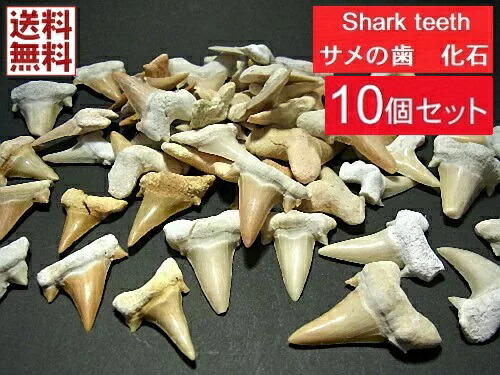楽天市場】サメの歯 化石 10個セット 鮫の歯 Shark teeth fossils
