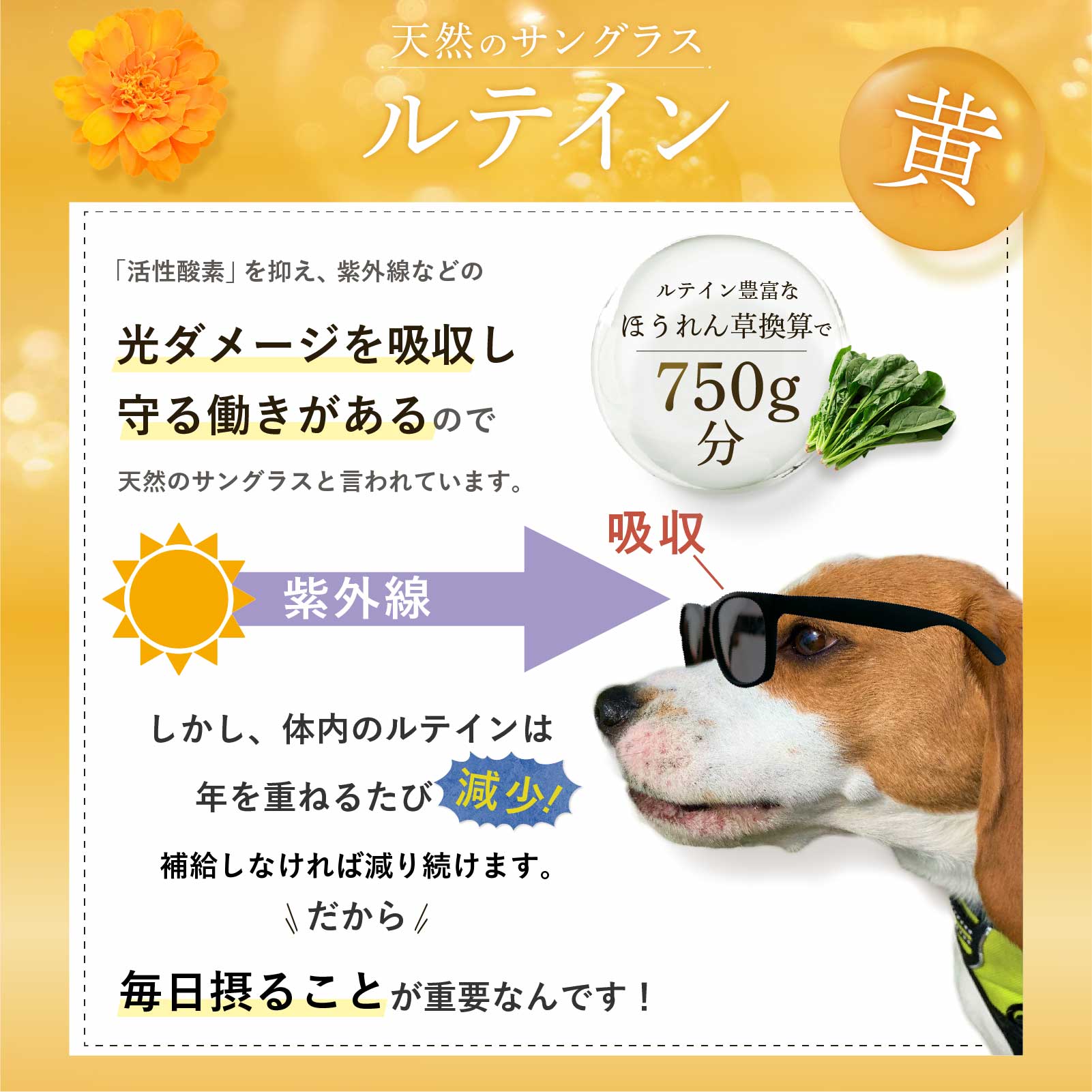 楽天市場】【エントリーでポイント10倍】 amure-アミュレ- 犬用