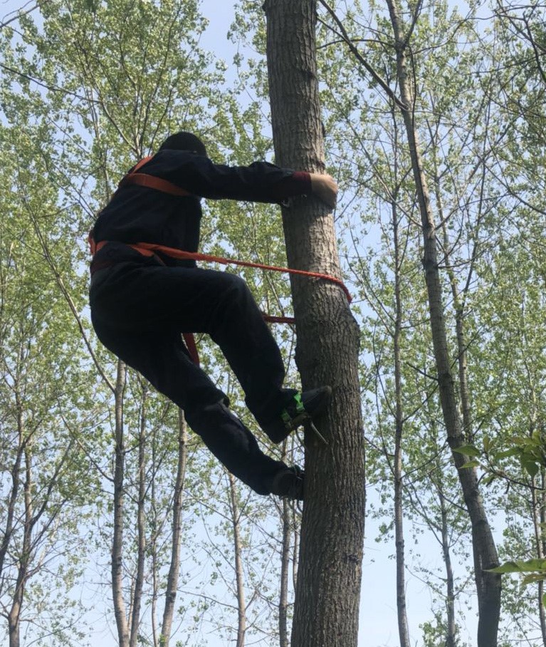楽天市場】木登り道具 木登りセット 木登り器 登山 スパイク 登山木の