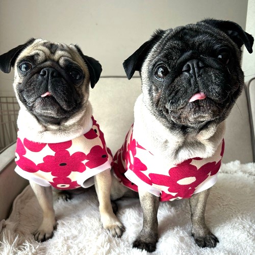 楽天市場】フレンチブルドッグ 服 ムオディカス クッカ 北欧調フラワー