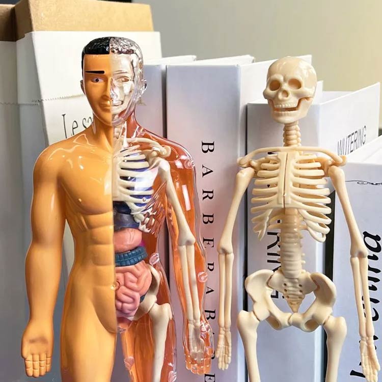 楽天市場】人体模型 人体模型 玩具 知育玩具 人体構造 内臓 骨格 解剖