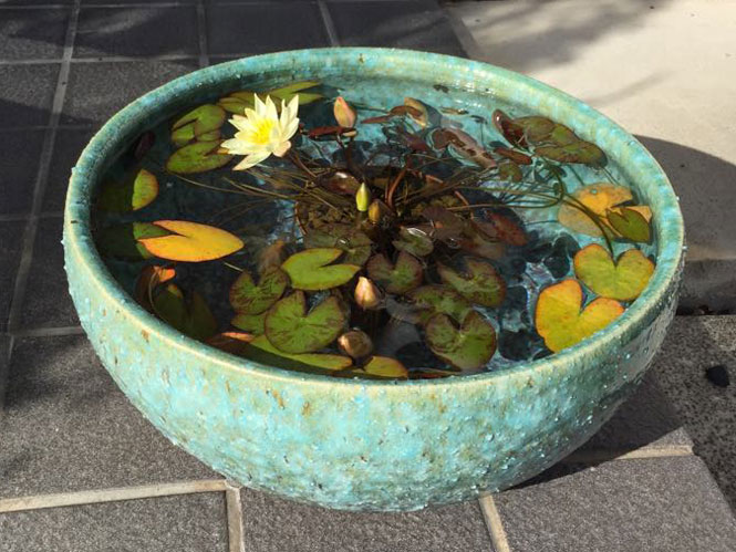 楽天市場】睡蓮鉢 メダカ鉢 緑窯変めだか鉢 信楽焼 めだか鉢 水鉢