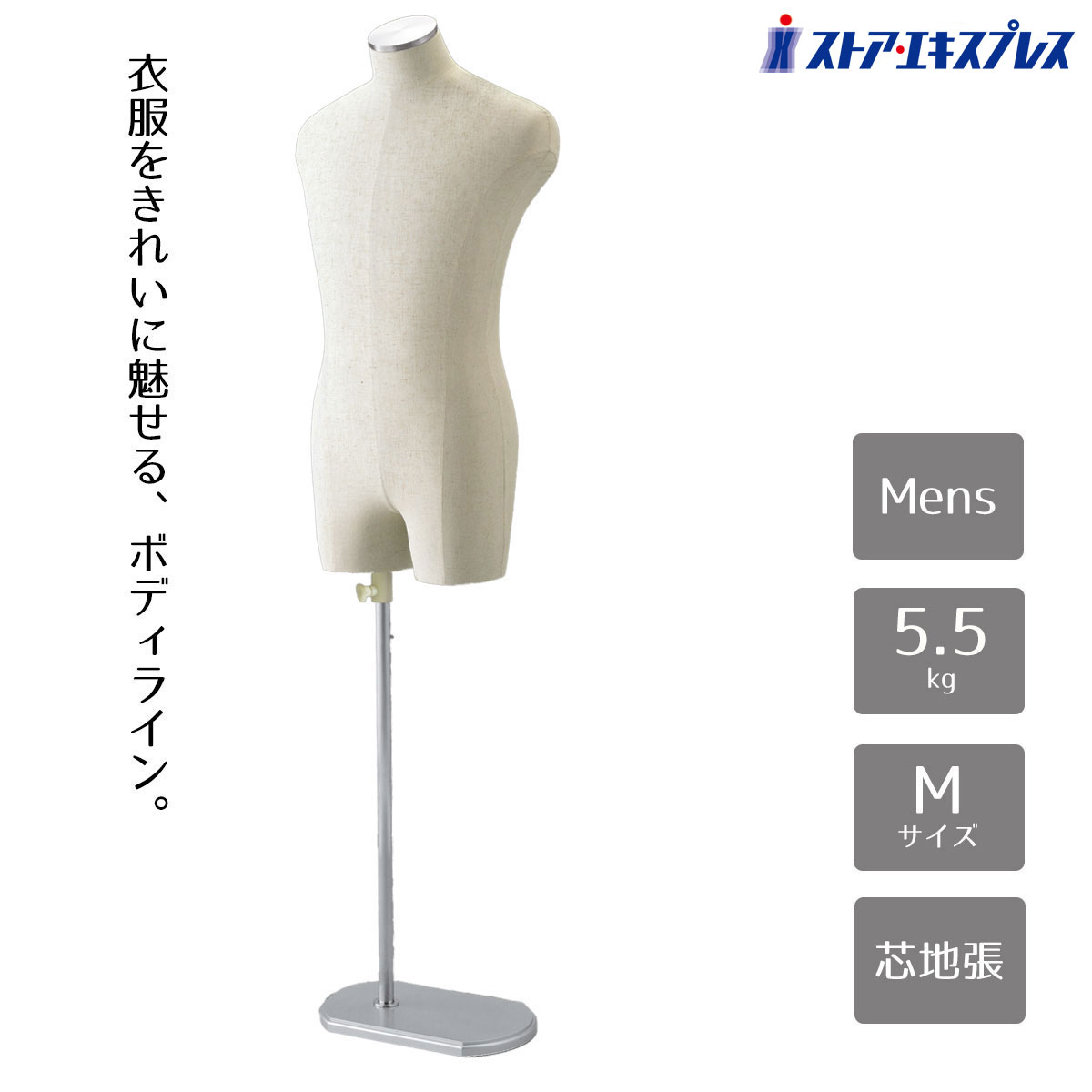 トルソー成人男性型