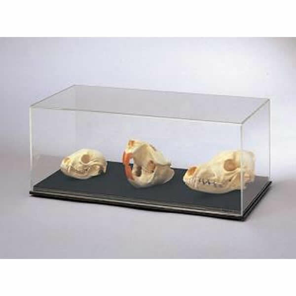 楽天市場】動物の頭骨標本 3種 セット : SUZUMORIオンライン 楽天市場店