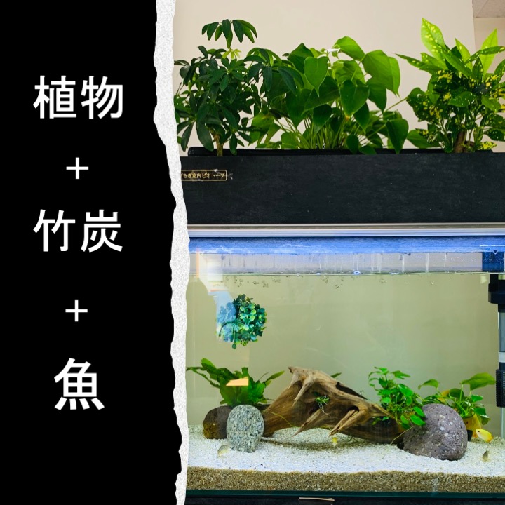 水換えの要らないビオトープ