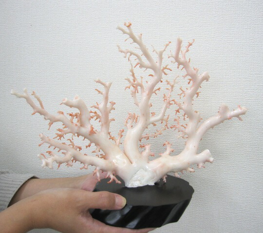 楽天市場】白珊瑚の原木 拝見 置物 艶出し加工済み 黒檀台 『宝石