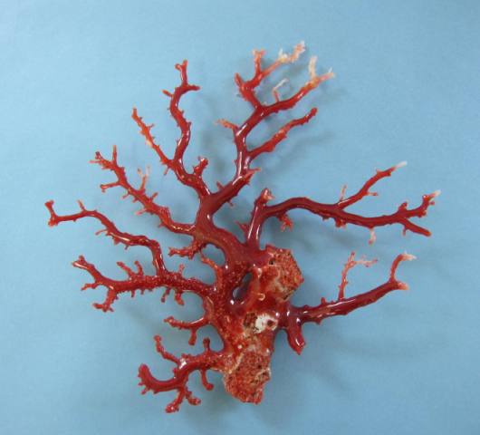 楽天市場】日本・高知沖産血赤珊瑚の拝見 原木 置き物（艶出し加工済み