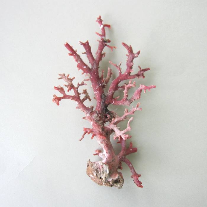 珊瑚 本珊瑚 原木