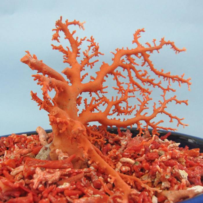 宝石珊瑚赤珊瑚原木セット