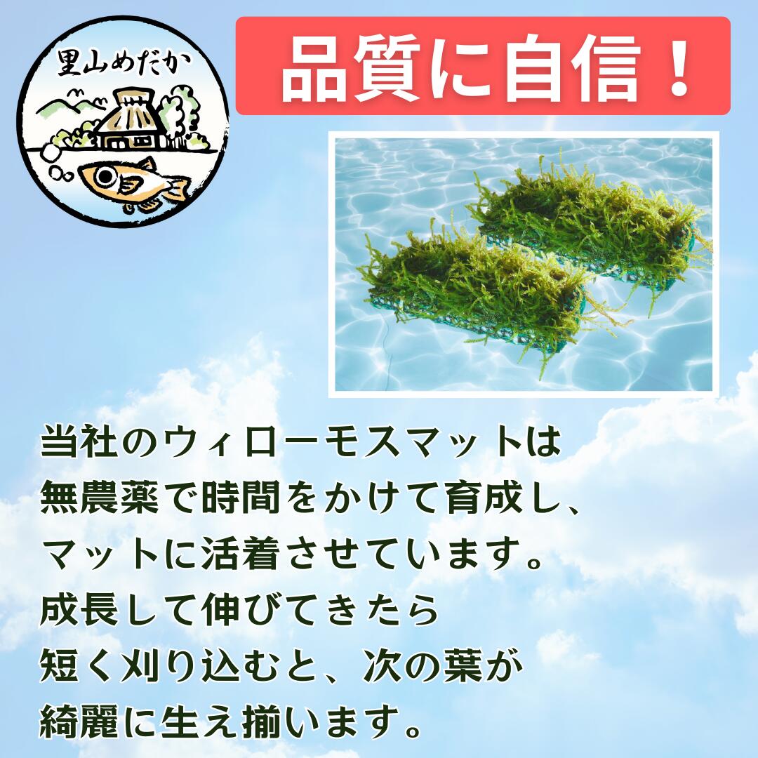 楽天市場】無農薬ウィローモスマット 水草 置くだけ 小型水槽 メダカ