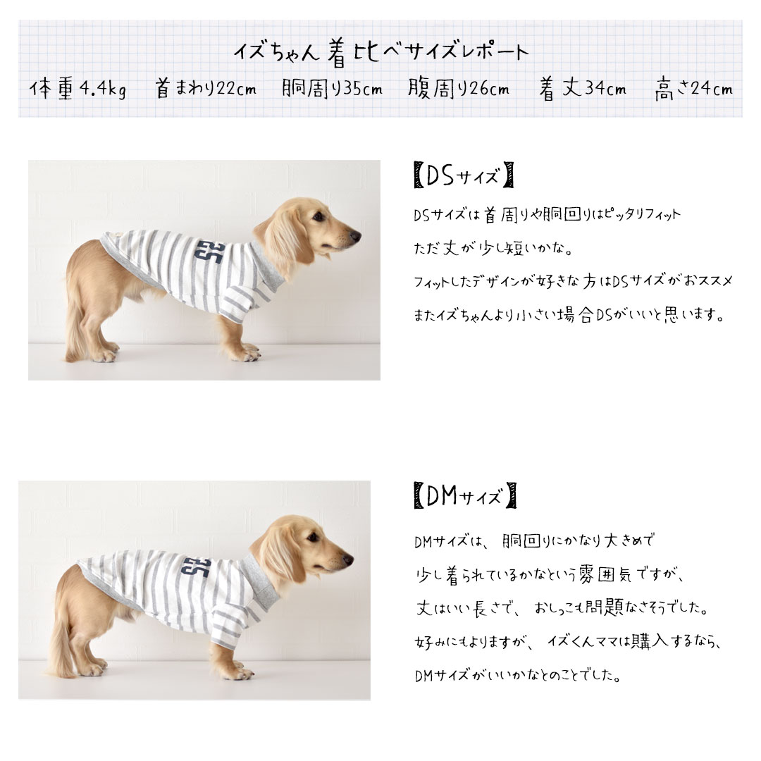 楽天市場】(在庫処分SALE商品の為返品交換不可)ボーダー ダックス