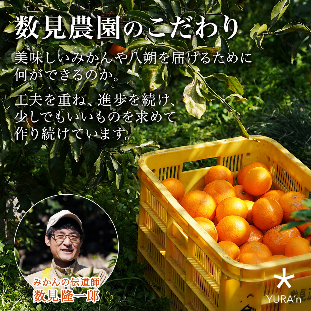 楽天市場】和歌山みかんジュース 2種 ゆらみかん 八朔 各2本 計4本