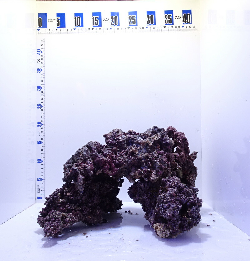 ライブロック 水槽」の人気商品一覧 | 安い商品を通販サイトから探す