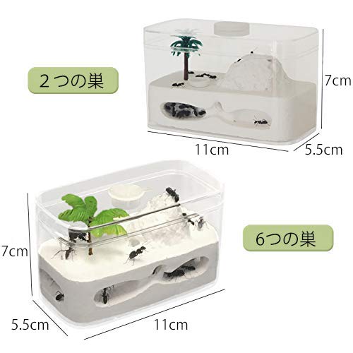 楽天市場】アリ飼育キット 石膏製巣箱 アリ観察キット アリ城 アリ飼育