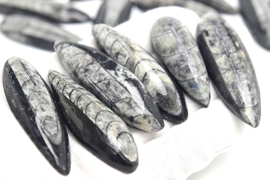 希少‼︎モロッコ産 アンモナイト オルソセラス 3億7千年前 化石