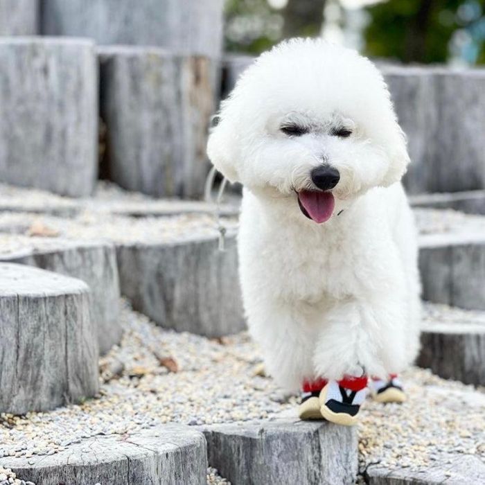 楽天市場】即納【RIFRUF】 犬靴 ブランド 犬の靴 散歩 おしゃれ 小型犬