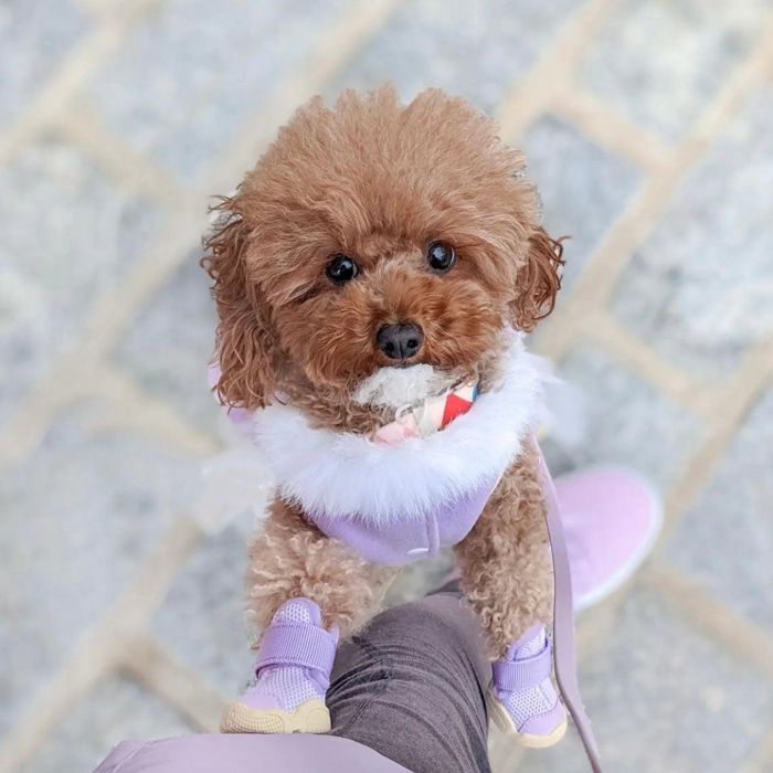 楽天市場】即納【RIFRUF】SNEAKERS CAESAR 1（Taro） URBAN DOG TOKYO