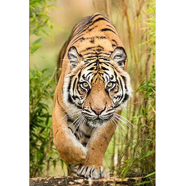 楽天市場】大型サイズ 上級者向け フル ダイヤモンド刺繍 キット