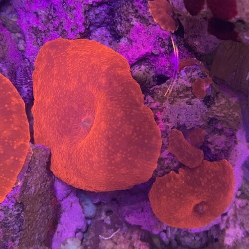 楽天市場】ディスクコーラル ディスクコーラル スーパーレッド 2枚付 7