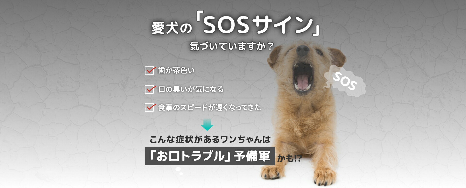 楽天市場】【公式】【メディアで話題】 Dr.wandel ドクターワンデル