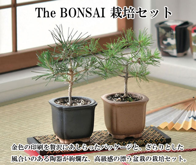 楽天市場】The BONSAI 栽培セット 黒松 赤松 栽培キット 栽培 セット