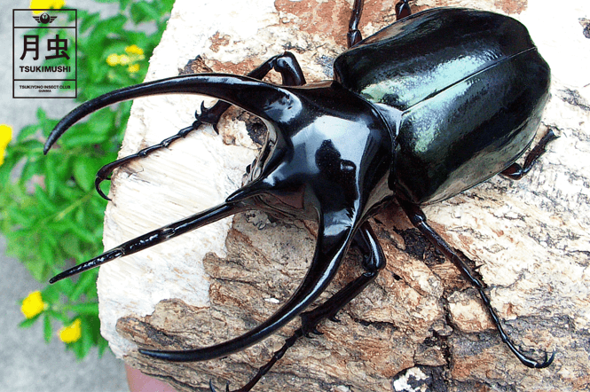 コーカサスオオカブトのご紹介アジア最大！キラっと光る美しき暴君 | 月虫