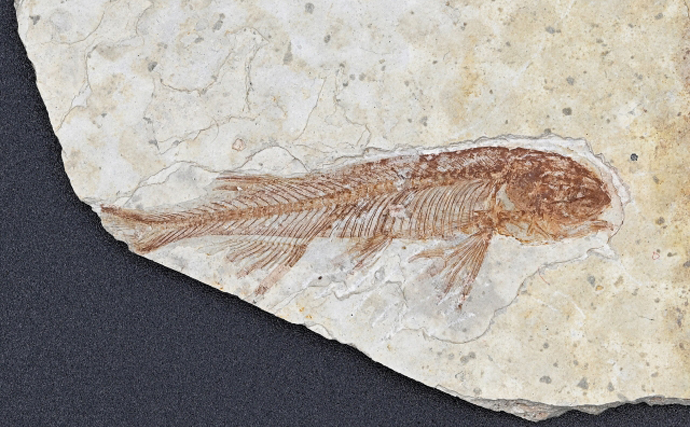 愛知県で「深海魚の化石群」が発掘 筋肉や内臓が残っていると話題に