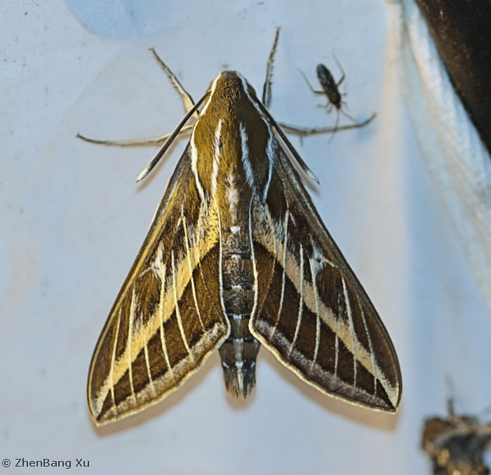 Sphingidae of the Eastern Palaearctic - Hyles tatsienluica