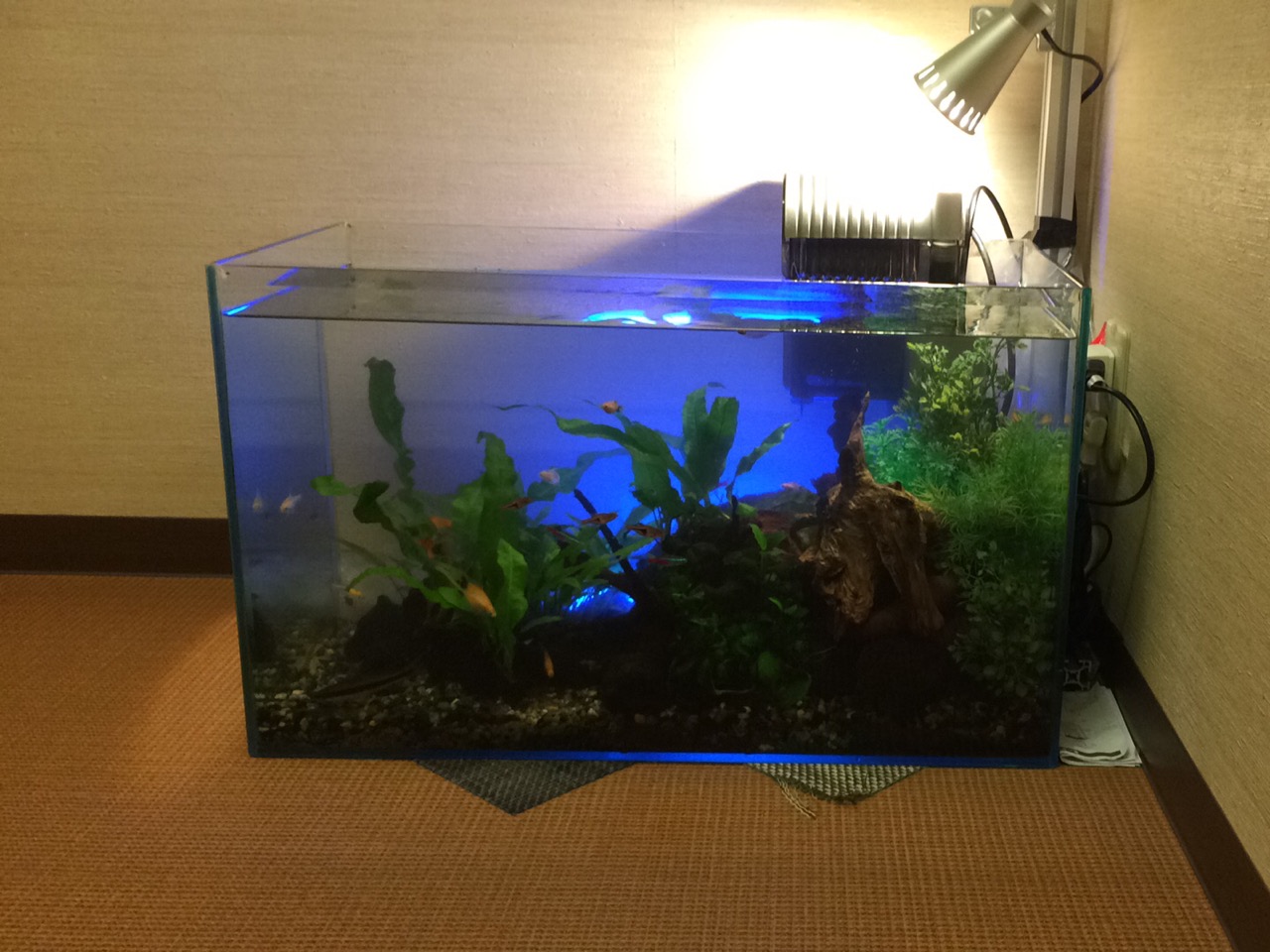 ミッキーマウスプラティーの魅力とは！水槽内の隠れミッキーを探せ