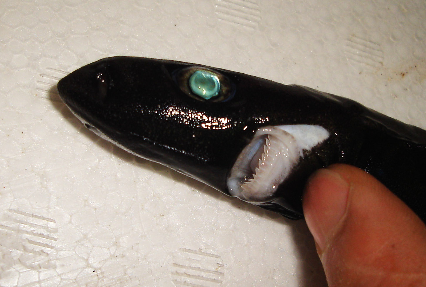 超希少・深海標本】 世界最小のサメ ツラナガコビトザメ液浸標本(2