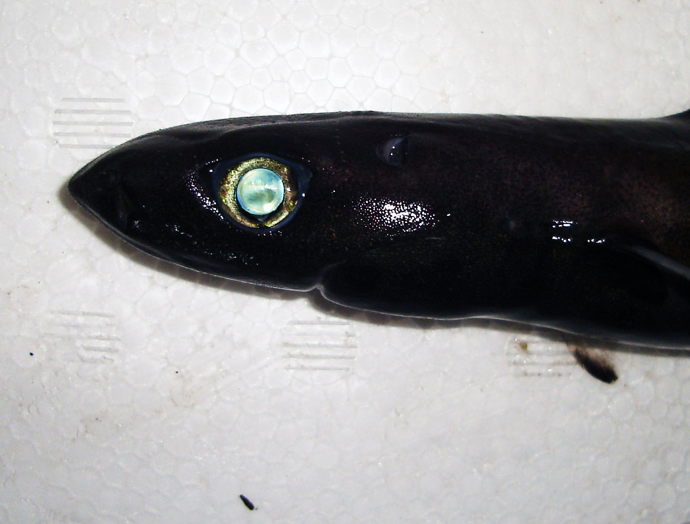 超希少・深海標本】 世界最小のサメ ツラナガコビトザメ液浸標本(2個体