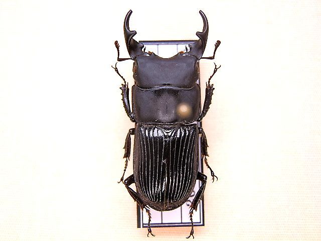 ☆セール！大阪産ネブトクワガタ♂28mm標本☆ - INSECT ULTIMA