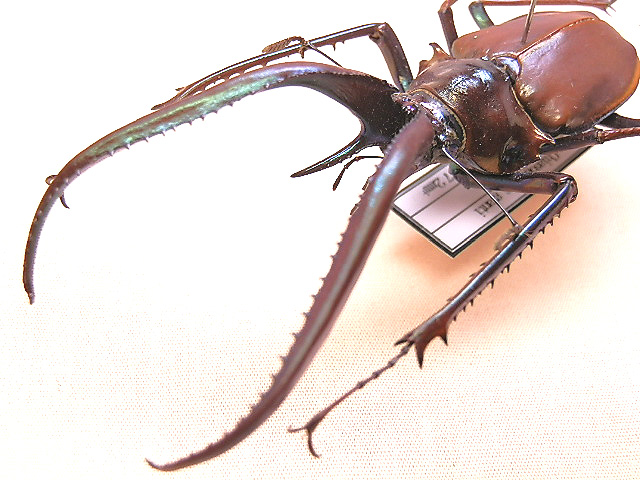 コガシラクワガタ ホロメタリクス 標本 チリクワガタ/コガシラクワガタ