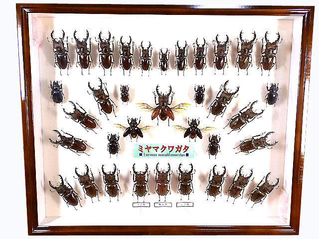 ☆国産ミヤマクワガタ標本箱セット☆ - INSECT ULTIMA