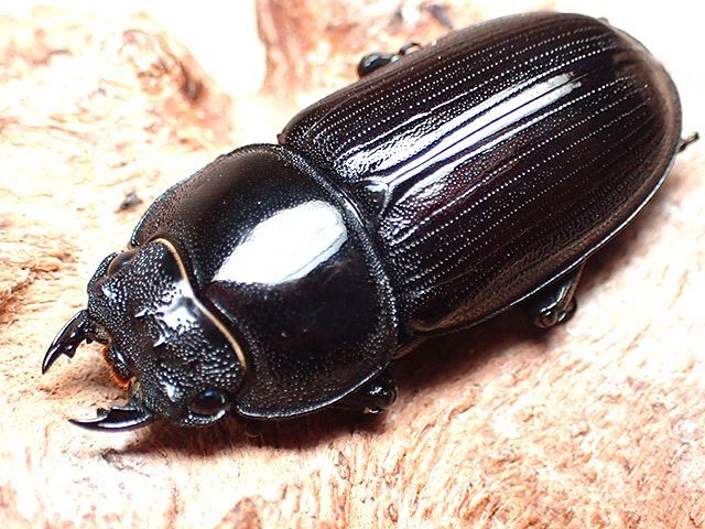 ☆WD！対馬産オオクワガタ♂48mmペア☆ - INSECT ULTIMA