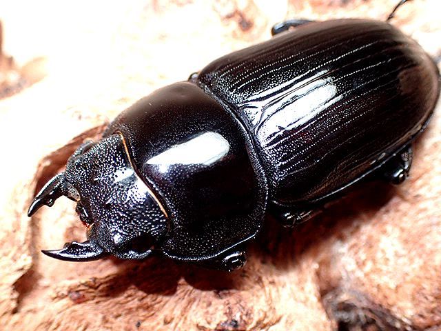 ☆セール！貴重！滋賀県産オオクワガタ♂73mmペア☆ - INSECT ULTIMA