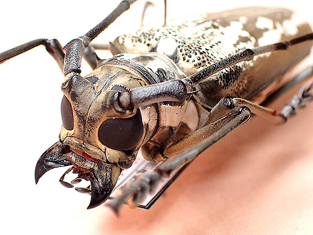 昆虫標本 カミキリムシ 60mm】カシクスオニノコギリカミキリ昆虫標本