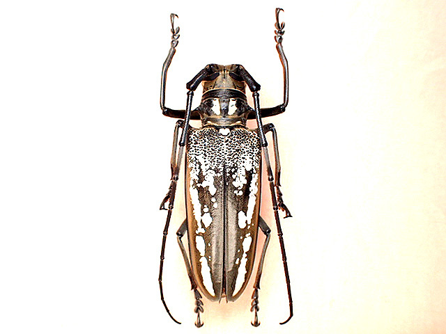 ☆淡路島産シロスジカミキリ：65mm標本☆ - INSECT ULTIMA