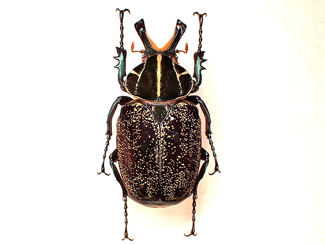 53mm】ルリヒゲノコギリカミキリ 標本ナンベイオオタガメ ハナムグリ