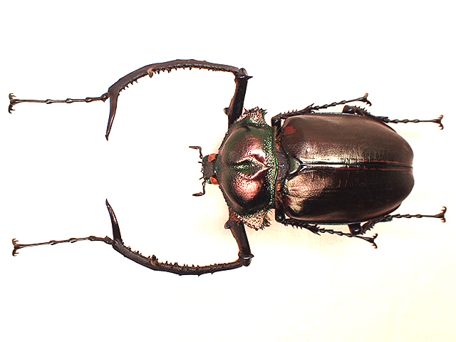 ヤンソニーテナガコガネ 標本 ♂70.8 jansoni 今日の昆虫170