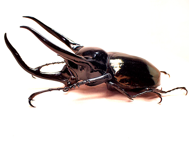 ☆ベトナム産！タイリクコーカサスオオカブト♂118mm標本