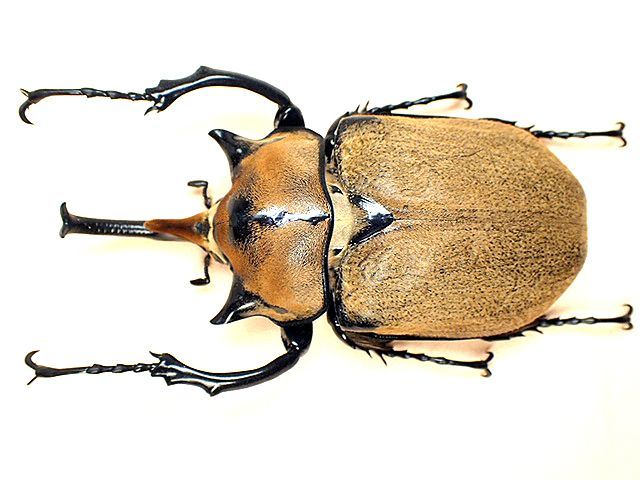 ☆セール！ノゲイラゾウカブト♂98mm標本☆ - INSECT ULTIMA