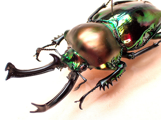 ☆ニジイロクワガタ♂65mm標本☆ - INSECT ULTIMA