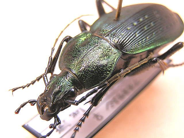 ☆神奈川県産アオオサムシ標本☆ - INSECT ULTIMA