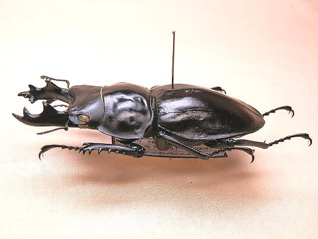 ☆ヤエヤママルバネクワガタ♂60mm標本☆ - INSECT ULTIMA