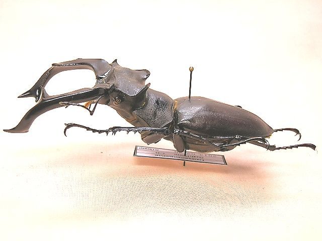 ☆ヨーロッパミヤマクワガタ(Lu,ケルブス)♂80mm標本☆ - INSECT ULTIMA