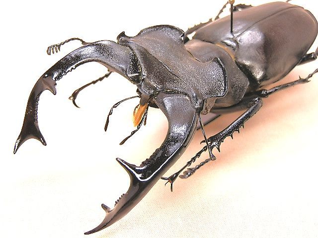 貴重なドイツ産 ケルブスミヤマクワガタ (ヨーロッパミヤマクワガタ